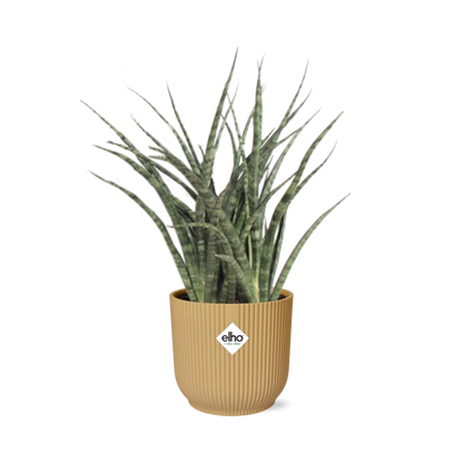 Sansevieria Fernwood Punk in ELHO Vibes Fold 14cm geel