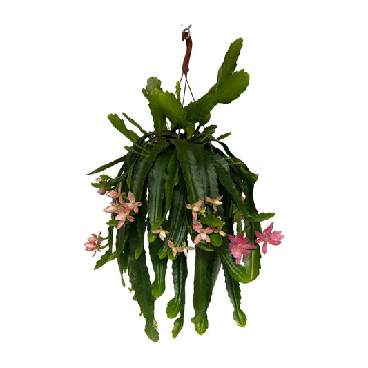Disocactus phyllanthoides - Ø21cm - ↕50cm