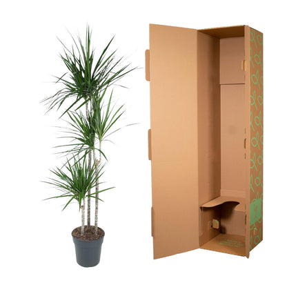 Drachenbaum Marginata 160 cm – Stilvolle & Pflegeleichte Zimmerpflanze