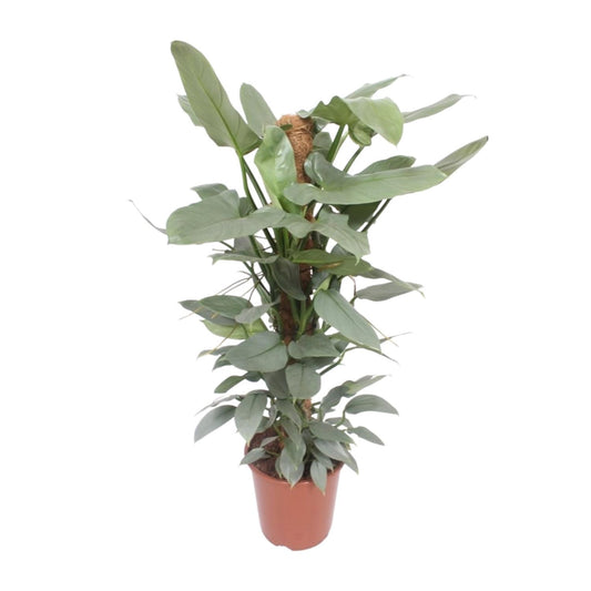 Philodendron Hastatum - Ø27cm - ↕130cm