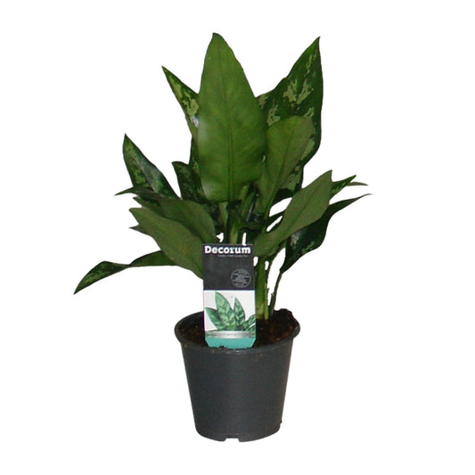 Aglaonema Maria - Ø12cm - ↕50cm