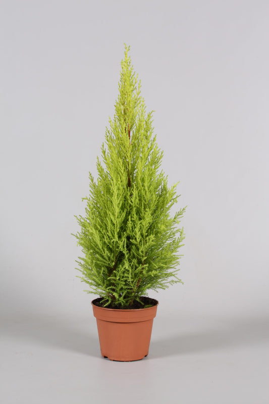Cupressus Goldcrest Wilma - Ø14cm - ↕65cm