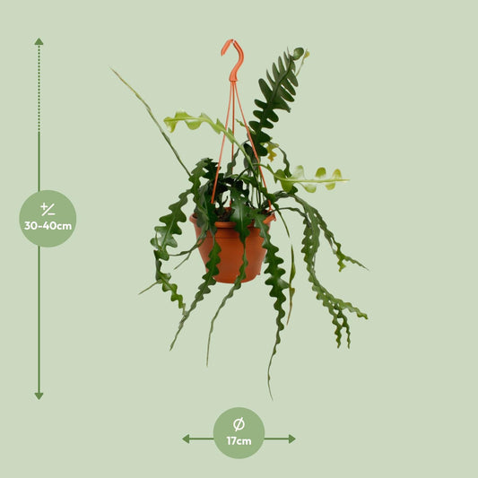 Epiphyllum Anguliger - Ø17cm - ↕35cm
