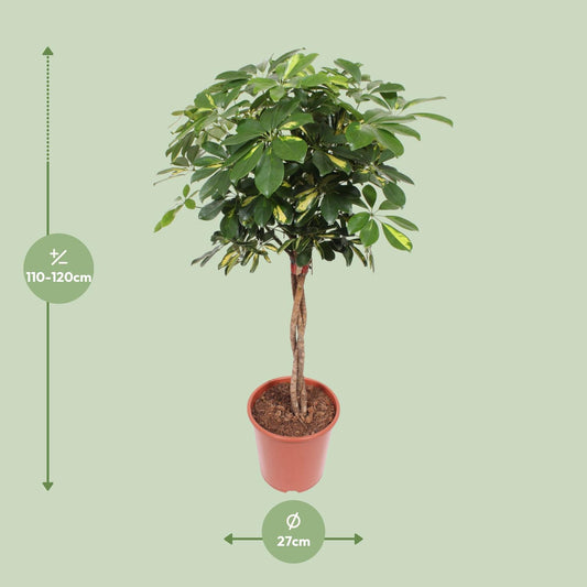 Schefflera Gold Capella - Ø27cm - ↕120cm