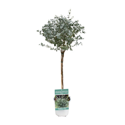 Eucalyptus - Ø17cm - ↕80cm