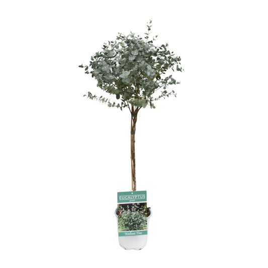 Eucalyptus - Ø17cm - ↕80cm