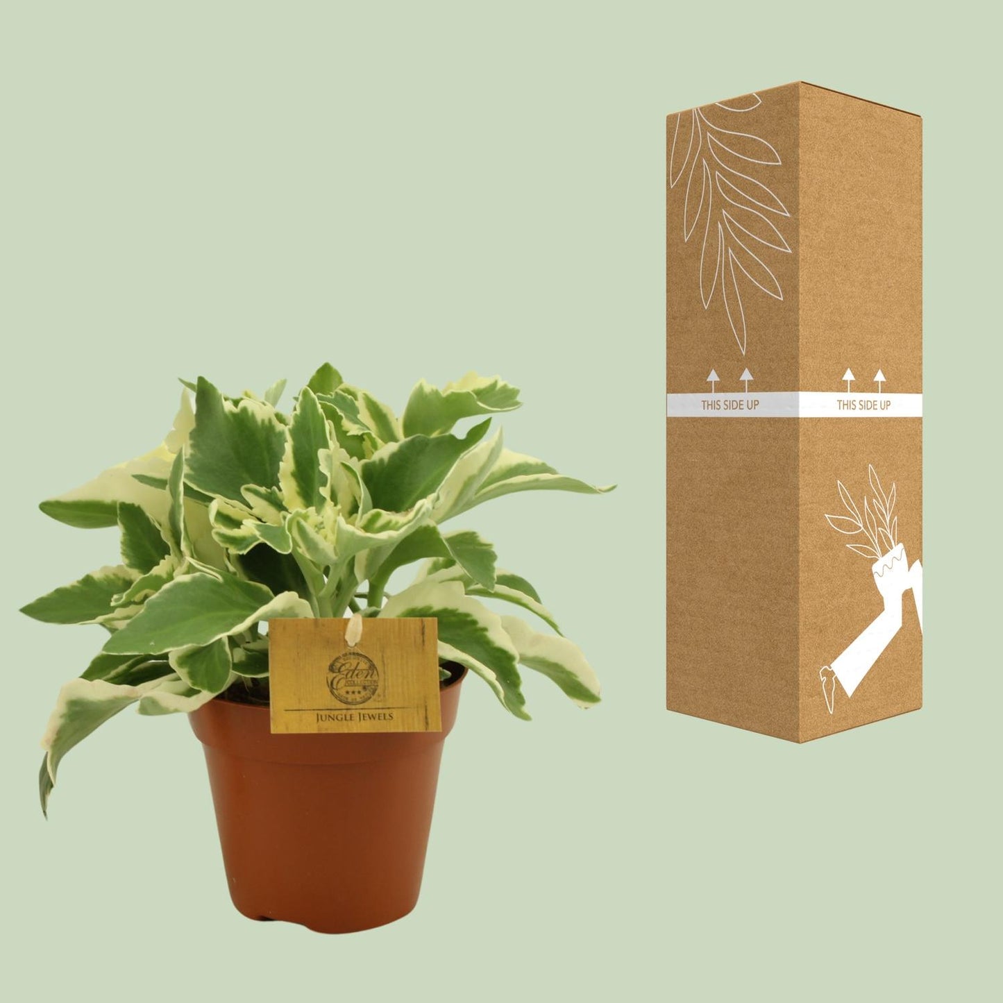 Kalanchoe Laciniata - Ø12cm - ↕30cm