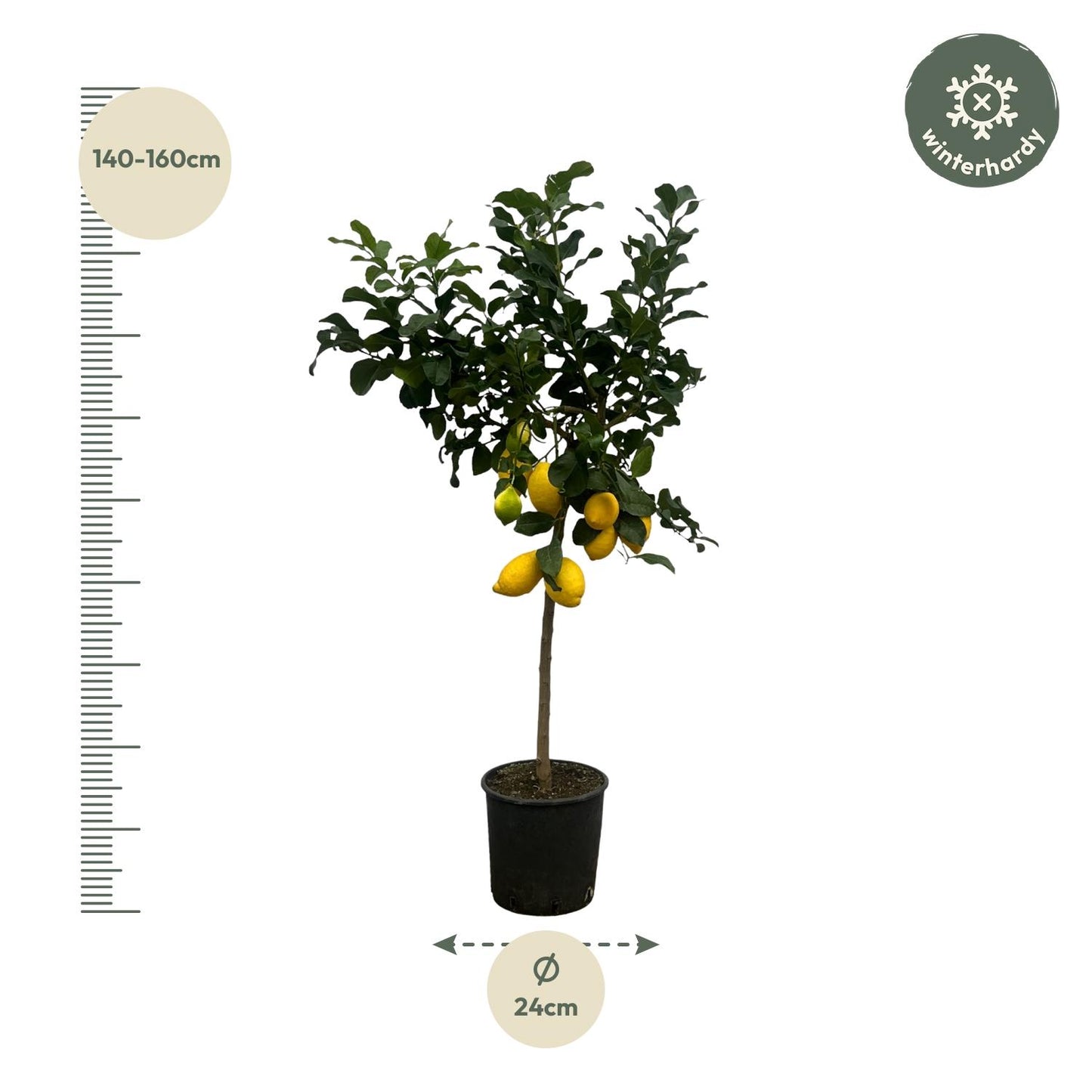 Zitronenbaum 150 cm – Citrus limon mit Zitrusduft