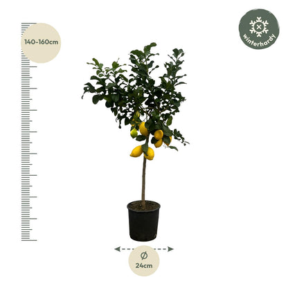 Zitronenbaum 150 cm – Citrus limon mit Zitrusduft