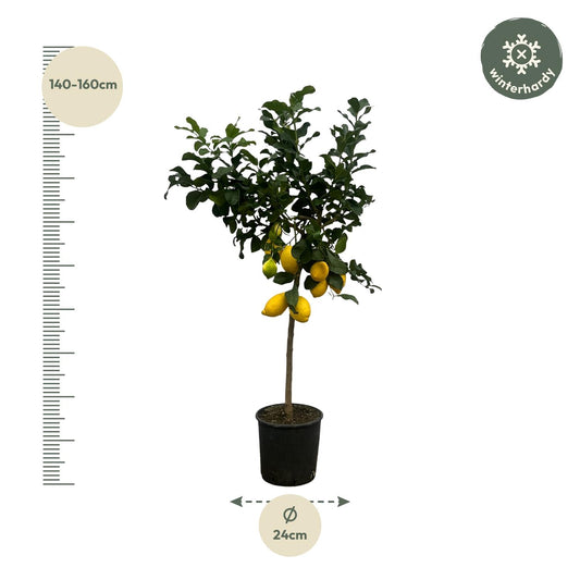 Zitronenbaum 150 cm – Citrus limon mit Zitrusduft