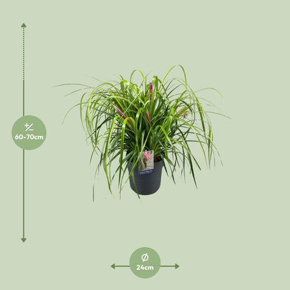Billbergia Nutans Tears Of Joy - Ø24cm - ↕70cm