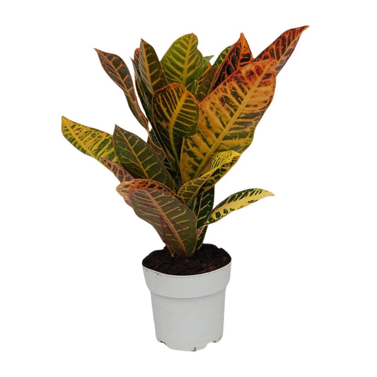 Codiaeum Petra - Ø17cm - ↕45cm