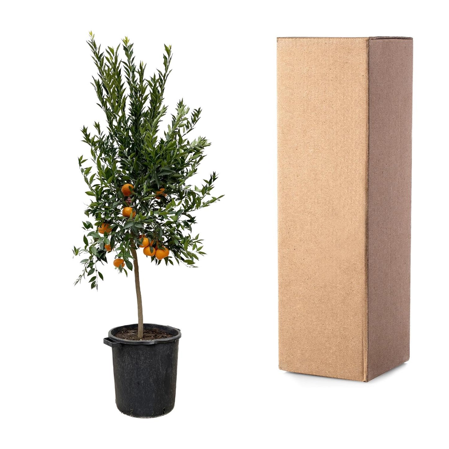 Mandarinenbaum 200 cm – Mediterrane Kübelpflanze für sonnige Oasen