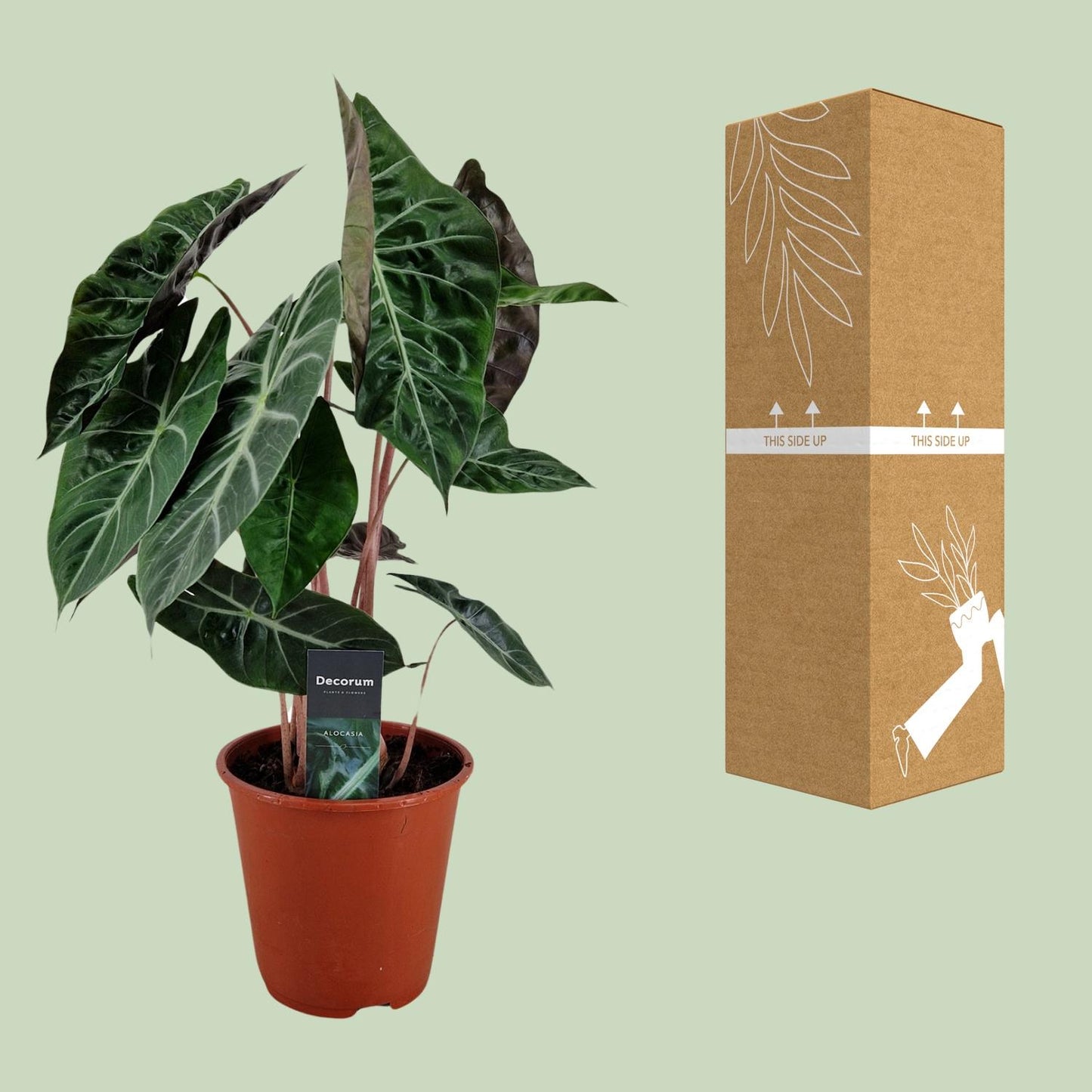 Alocasia Pink Dragon - Ø19cm - ↕75cm