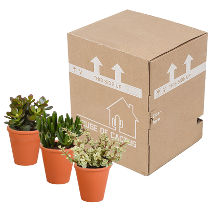 Crassula-Mix 3er Set im Terrakotta-Topf 8,5 cm