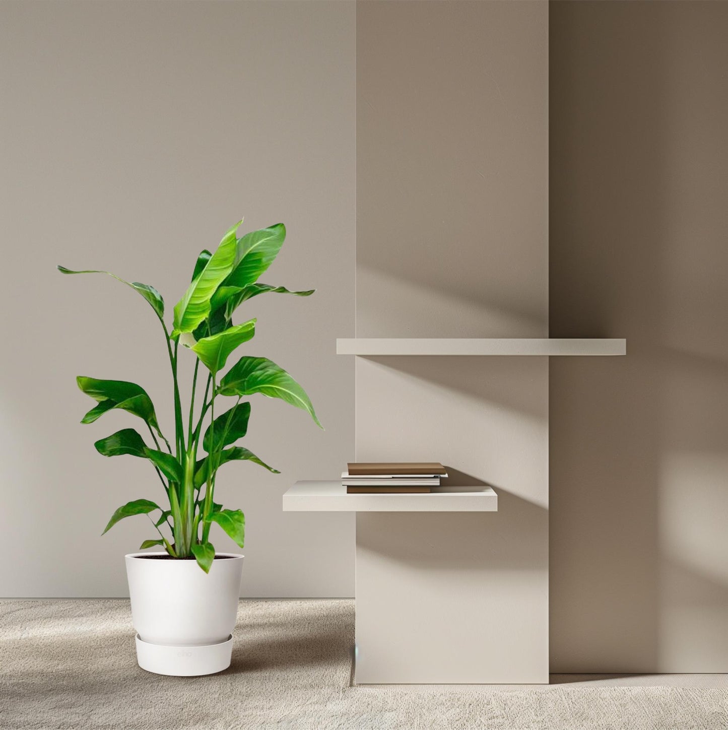 Weiße Paradiesvogelblume – Tropische Zimmerpflanze 70-90 cm