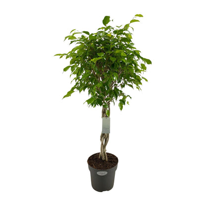 Ficus Benjamina Exotica Geflechtstamm - Ø24cm - ↕100cm