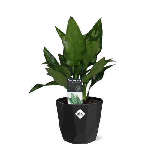 Aglaonema Maria in 14cm b.for rock living black
