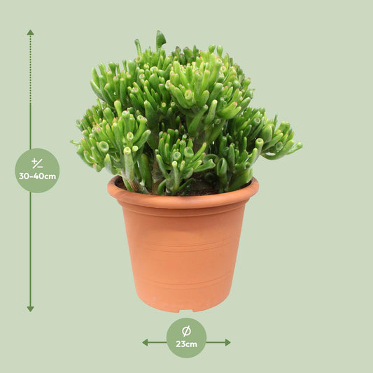 Crassula Hobbit - Ø23cm - ↕35cm