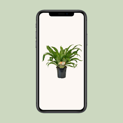 Asplenium Antiquum - Ø17cm - ↕40cm