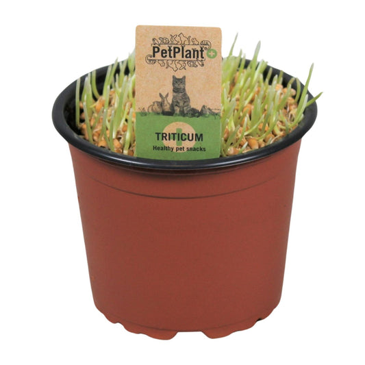Triticum. Kattegras PetPlant - Ø12cm - ↕10cm
