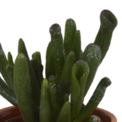 Vetplanten-Mischung 5,5 cm - 5x - in Mexicaanse pot