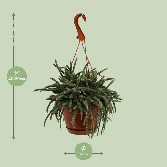 Rhipsalis Baccifera Horrida - Ø17cm - ↕45cm