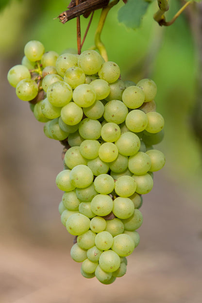 Vitis vinifera 'Johanniter' - Ø13cm - ↕45cm