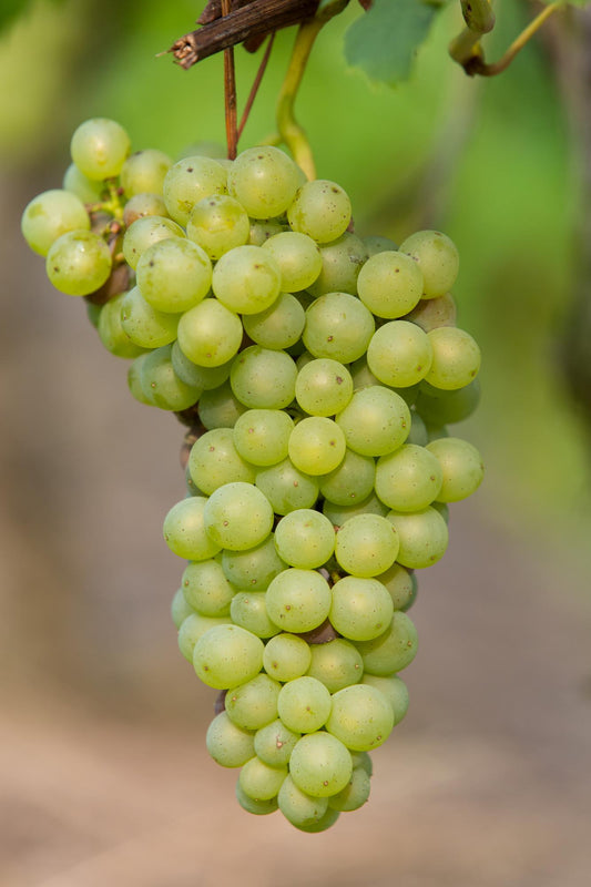 Vitis vinifera 'Johanniter' - Ø13cm - ↕45cm