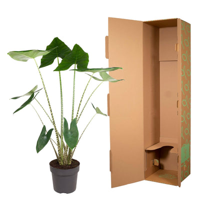 Alocasia Zebrina 130 cm – Exotische Zebrapflanze für stilvolle Räume