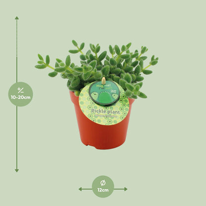 Delosperma Echinatum - Ø12cm - ↕20cm