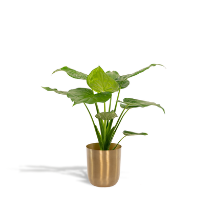 Alocasia Cucullata - Ø19cm - ↕65cm + Topf Mayk Gold