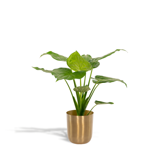 Alocasia Cucullata - Ø19cm - ↕65cm + Topf Mayk Gold