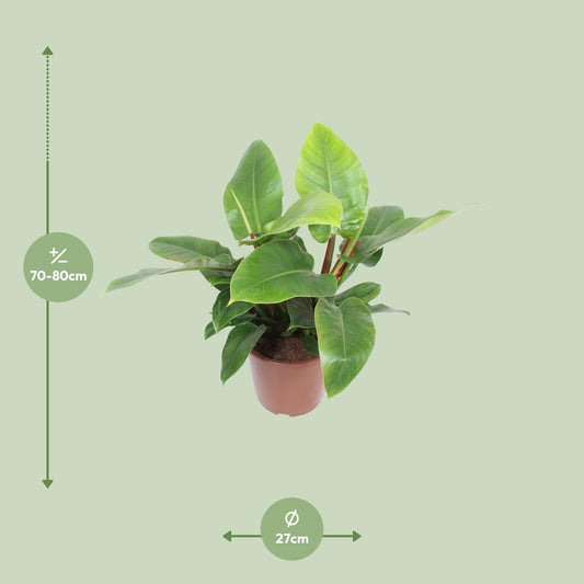 Philodendron Imperial Green - Ø27cm - ↕80cm