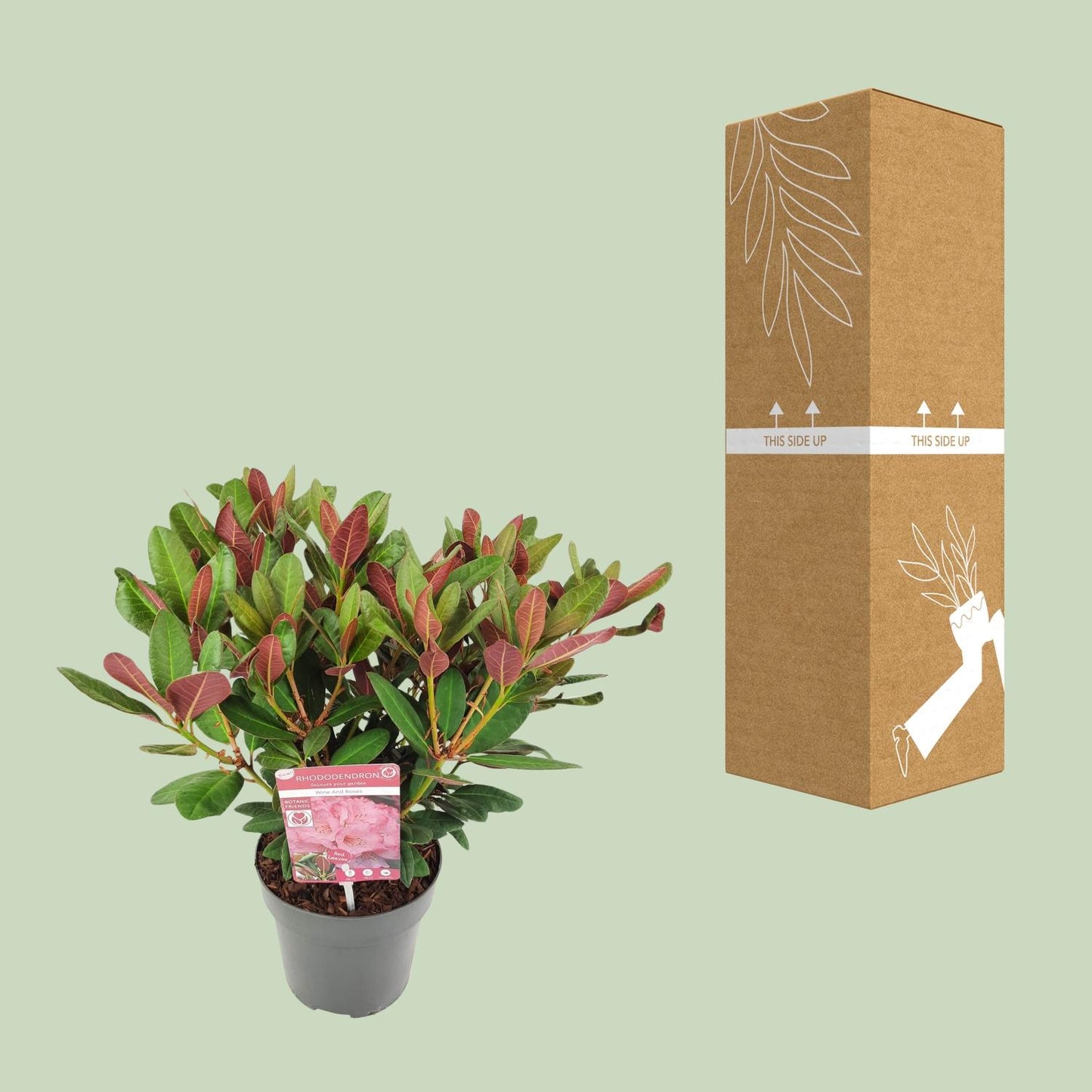 Rhododendron 'Wine & Roses' - Ø19 ↕45