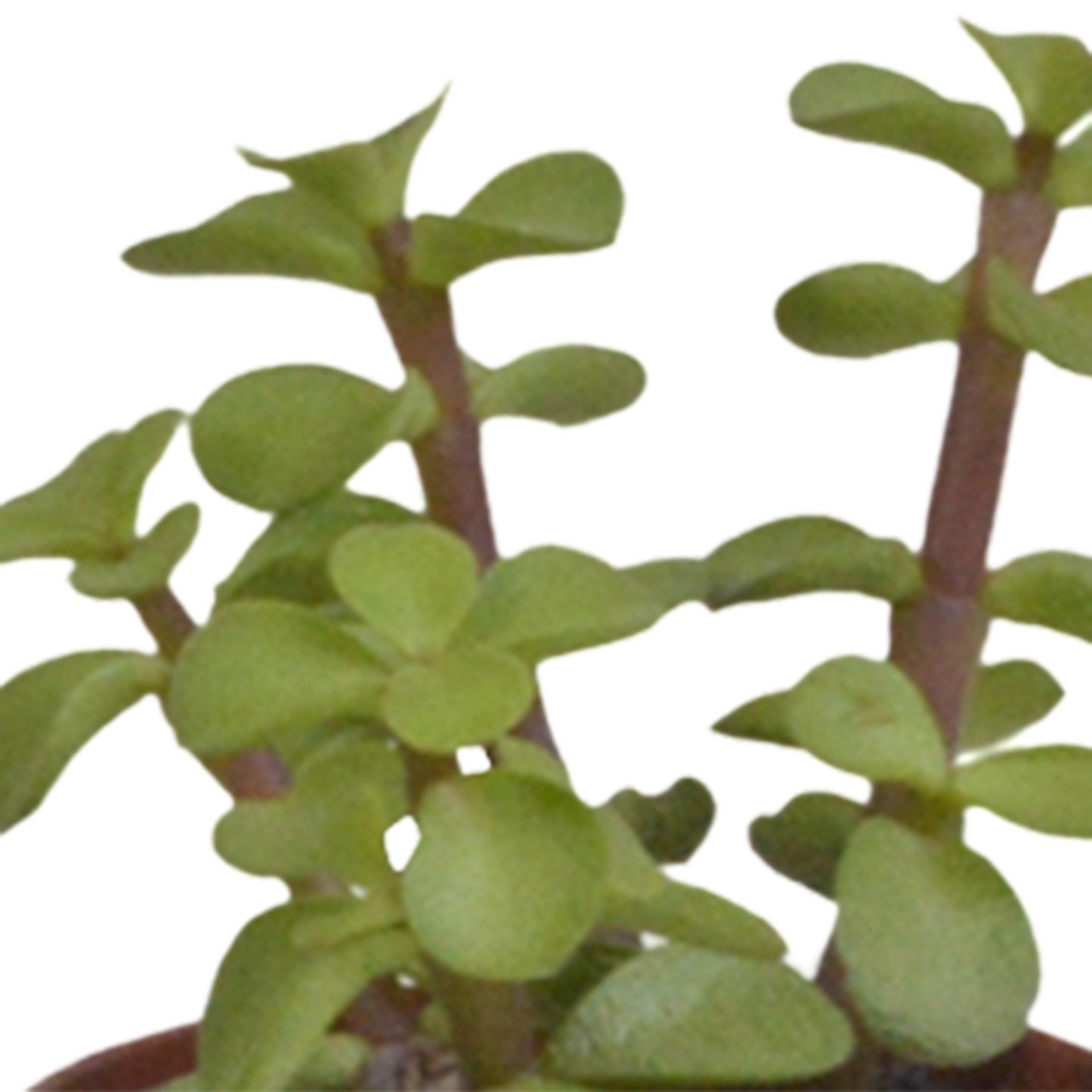 Vetplanten-Mischung 5,5 cm - 10x - zonder pot