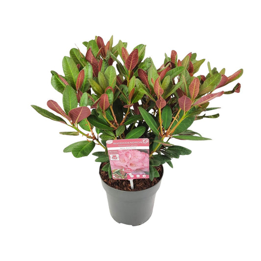 Rhododendron 'Wine & Roses' - Ø19 ↕45