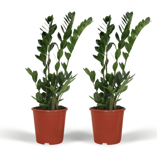 2x Zamioculcas Zamiifolia - Smaragdpalme - 70cm - ø17