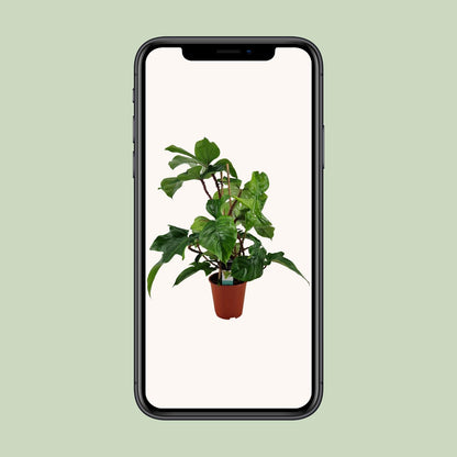 Philodendron Squamiferum - Ø19cm - ↕75cm
