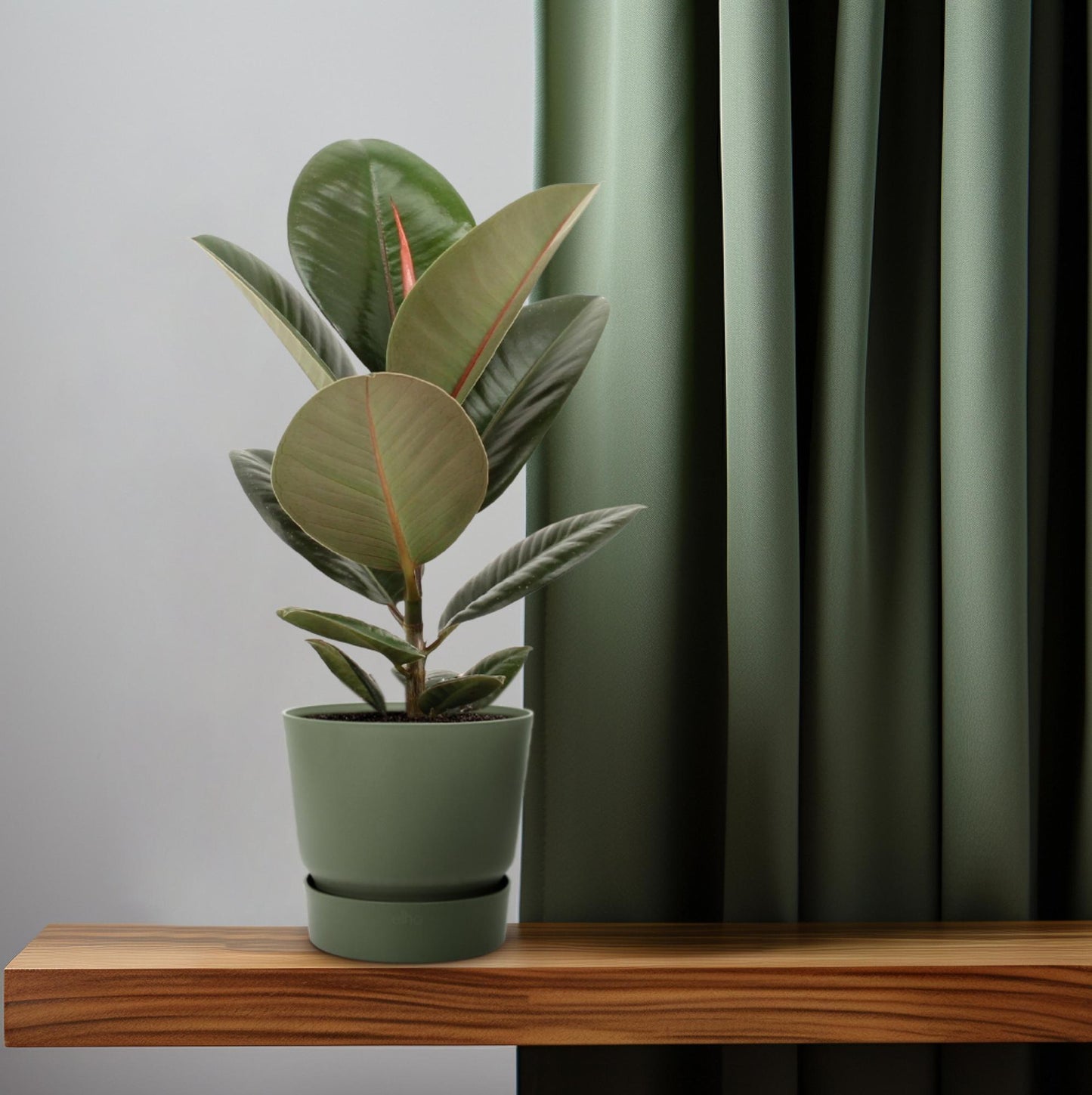 Ficus Elastica Robusta - Ø14cm - ↕45cm
