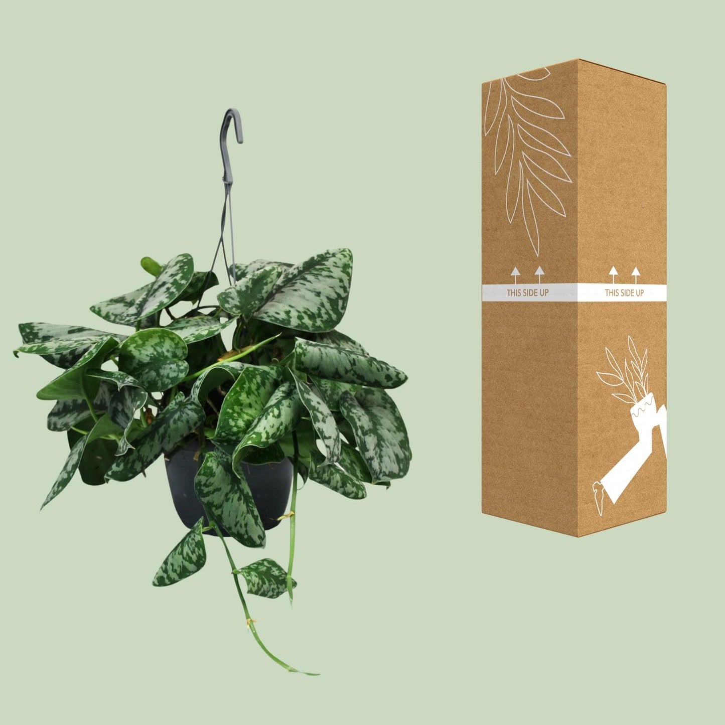 Scindapsus Pictus Trebie - Ø15cm - ↕35cm