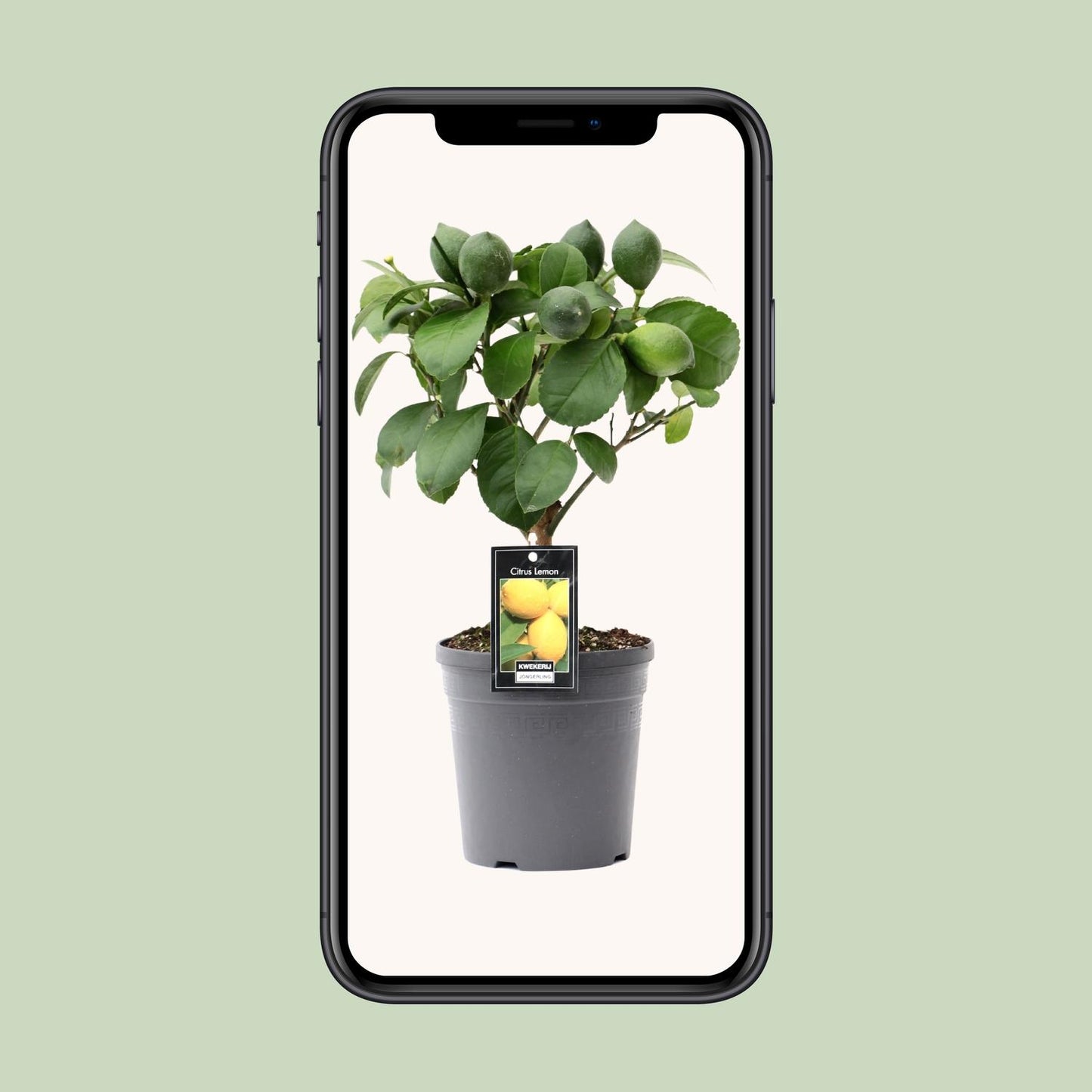 Citrus Lemon op Stam - Ø15cm - ↕35cm