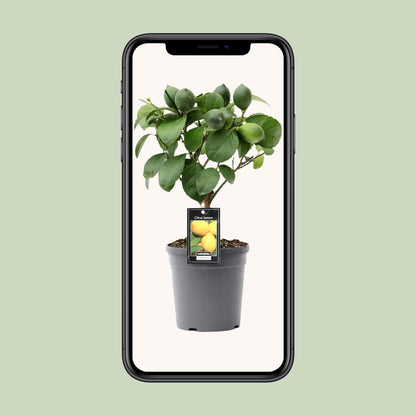 Citrus Lemon op Stam - Ø15cm - ↕35cm