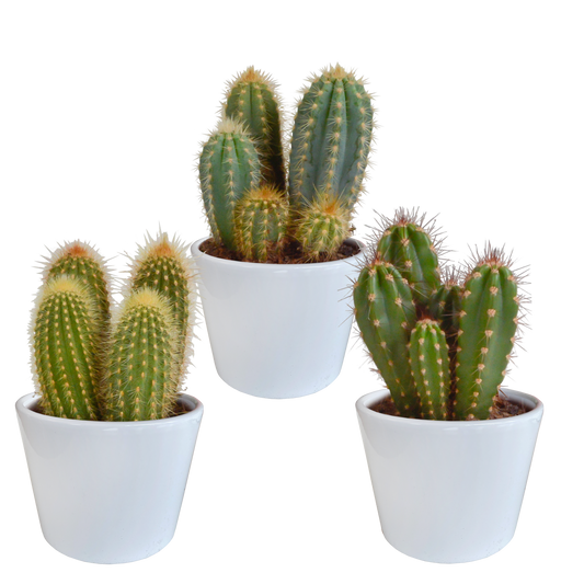 Säulenkaktus Mix 3er Set – Pflegeleichte Kakteen 15-25 cm