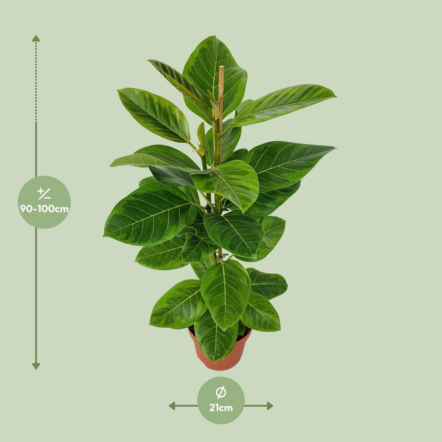 Ficus Benghalensis Roy Ø21cm - ↕85cm