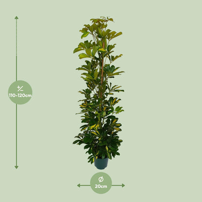 Schefflera Arboricola Gerda - Ø20cm - ↕90cm