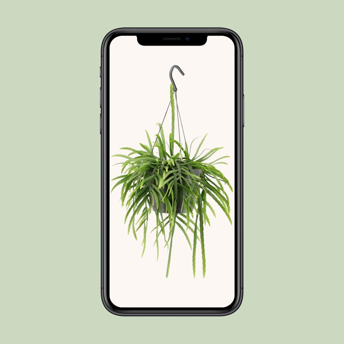 Lepismium Bolivianum - Ø17cm - ↕25cm