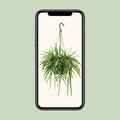 Lepismium Bolivianum - Ø17cm - ↕25cm