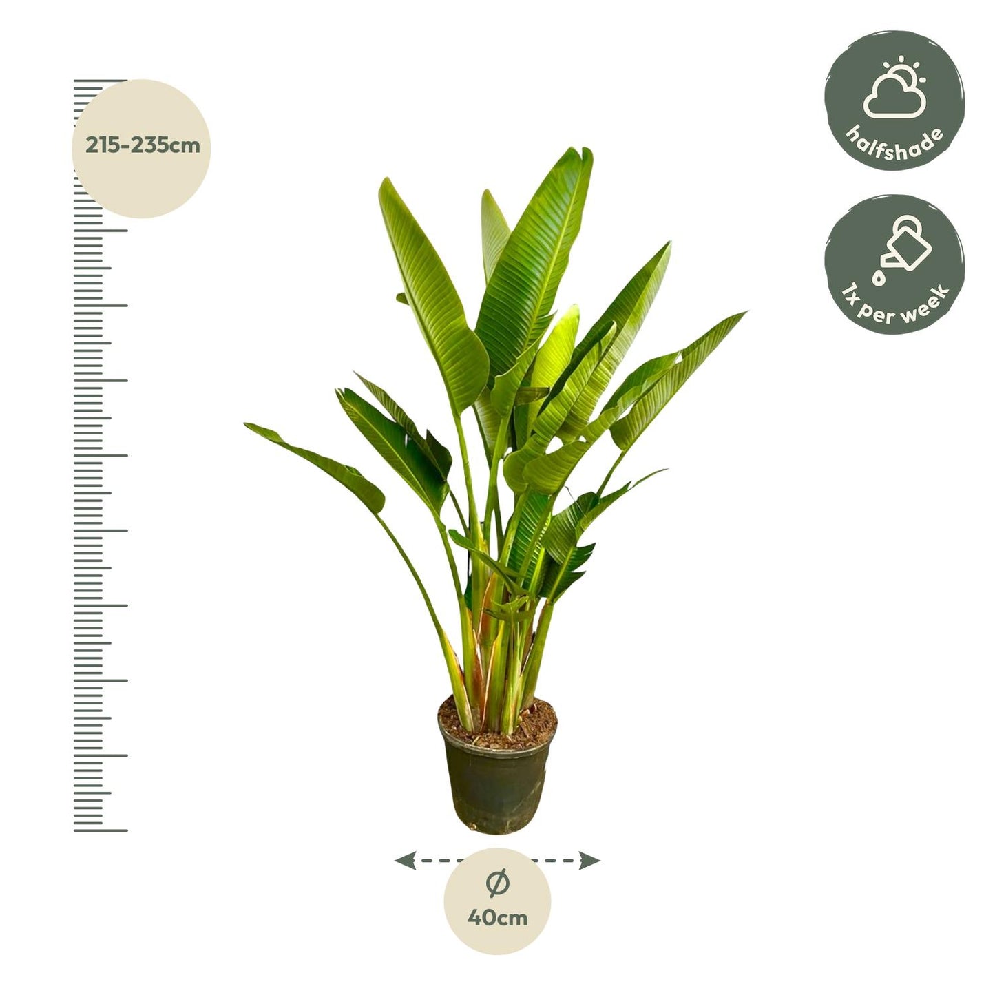Weißer Paradiesvogel XXL – Strelitzia Augusta 225 cm
