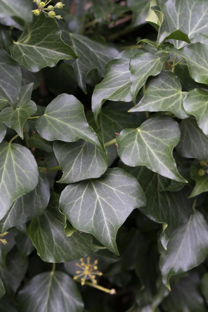 4x - Hedera hibernica - ↨65cm - Ø15